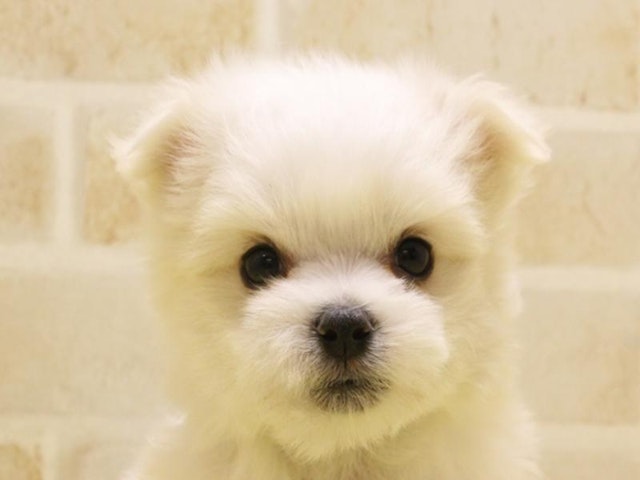 静岡県のマルチーズ (ペッツワン伊東店/2024年1月8日生まれ/男の子/ホワイト)の子犬